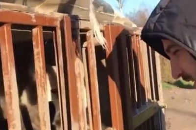 Chciał być zabawny. Szybko pożałował zabawy z wilkiem