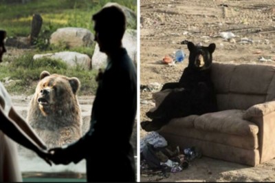 20 niedźwiedzi przyłapanych w niesamowitych i zabawnych sytuacjach