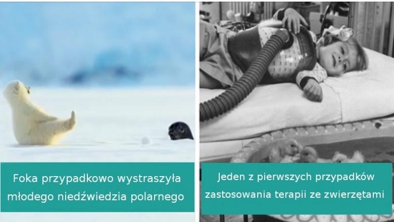 18 uroczych maluchów ze świata zwierząt, których słodycz poprawia nastrój