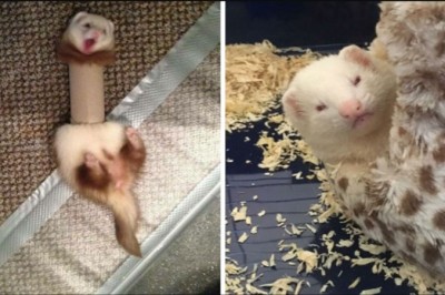 18 zdjęć pokazujących zabawną i uroczą naturę fretek