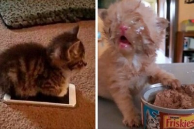 Oto 20 zdjęć jasno pokazujących dlaczego powinniście sprawić sobie kota