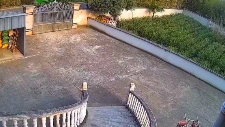 Niespodziewany gość na podwórku robi spore zamieszanie