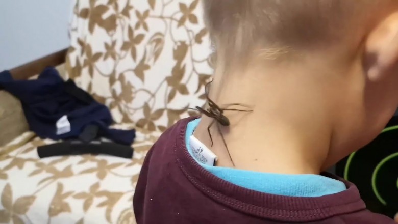Niejednego przejdą ciary, czyli przyjaciel pająk bawi się z dziećmi