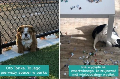 20 niezbyt sprytnych ale słodkich zwierzaków, które podbiją wasze serca