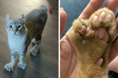 18 zwierząt, które genetyka obdarzyła naprawdę niepowtarzalnym wyglądem