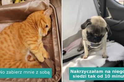 18 zdjęć, które pokazują, że zwierzęta są bardziej wrażliwe niż nam się wydaje