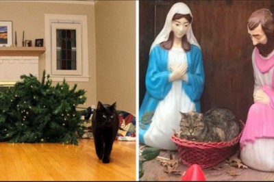 18 zwierzaków, które poczuły świąteczny nastrój