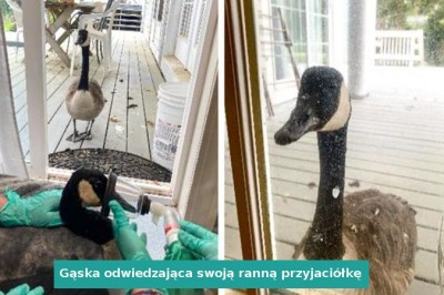 15 zwierząt, dzięki którym świat jest lepszym miejscem