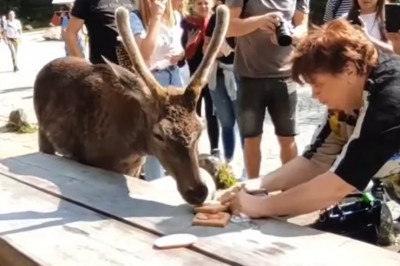 Przykład tego jak nie zachowywać się w stosunku do dzikich zwierząt 