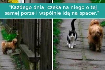 17 zwierząt, których mają całkowicie ludzkie uczucia i  odruchy