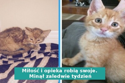 Zdjęcia przed i po, pokazujące dwa zupełnie różne oblicza zwierzaków