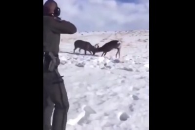 Rozdzielanie dwóch jeleni. Gość nie mógł uwierzyć, że się udało 