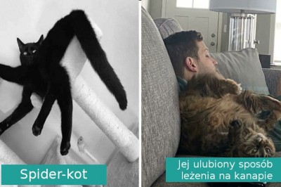 16 właścicieli, którzy zastanawiają się co jest nie tak z ich kotami