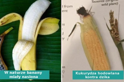 10 popularnych warzyw i owoców, które kiedyś  wyglądały  zupełnie inaczej