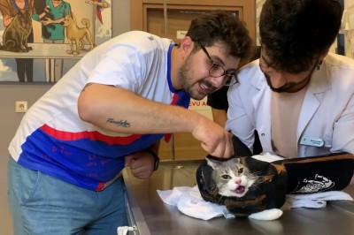 Kiedy kot z piekła rodem ma wizytę u weterynarza