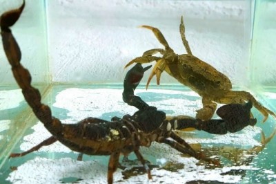 Codzienna porcja ciekawych i zabawnych filmików #457