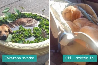 16 wyluzowanych zwierzaków, które osiągnęły najwyższy stopień relaksu