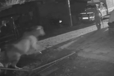 Facet z kijem kontra lew. Kiedy Twoja krowa potrzebuje pomocy