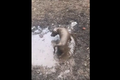 Kiedy wychodzisz z psem na szybki spacer, ale on znajduje kałużę 