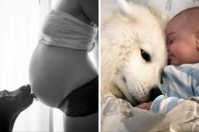 7 nietypowych rzeczy, które potrafią wyczuć psy. Niektóre mogą wydawać się dziwne