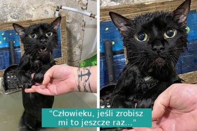 19 zwierząt, które oddałyby wszystko, by móc powiedzieć co myślą 