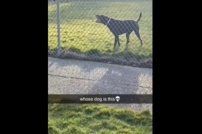 Takiego zabawnego szczekania psa jeszcze nie słyszałeś 