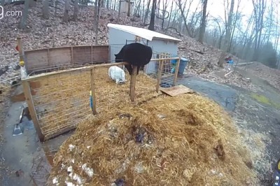 Misiek myślał, że jest kozak jednak szybko wymiękł 