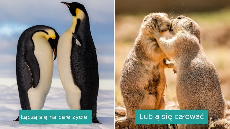 14 interesujących faktów na temat zwierząt, które mogą was zaskoczyć