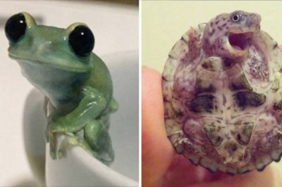 17 zdjęć, które udowodnią, że nie tylko puszyste zwierzaki są pełne uroku