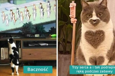 20 zabawnych zdjęć zwierzaków, które trudno wytłumaczyć