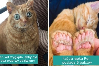 16 przypadków, gdy natura wykazała się talentem przy tworzeniu naszych zwierzaków