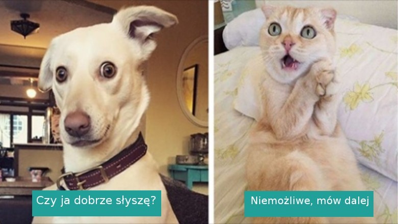 20 emocjonalnych zwierzaków, które reakcje nadawały by się na plan filmowy