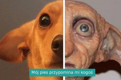 16 zwierzaków, którzy poprawią wam humor na resztę dnia