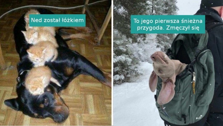 17 zabawnych zdjęć zwierzaków, które przystosowały się do niecodziennych sytuacji
