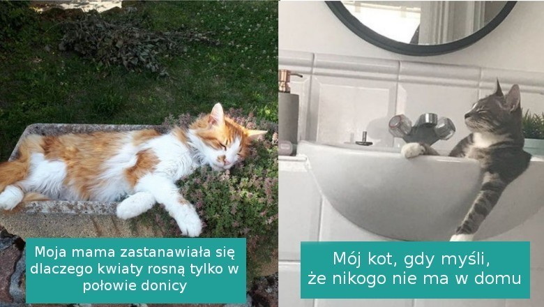 Te koty uważają się za władców świata, a my nie zamierzamy się z nimi sprzeczać
