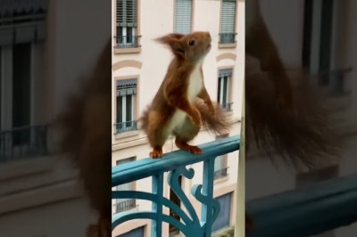 Codzienna porcja ciekawych i zabawnych filmików #495