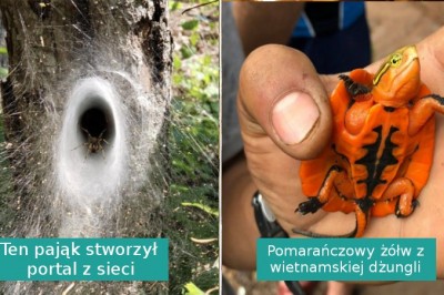 15 sytuacji, w których świat pokazał, że wciąż potrafi nas zaskoczyć