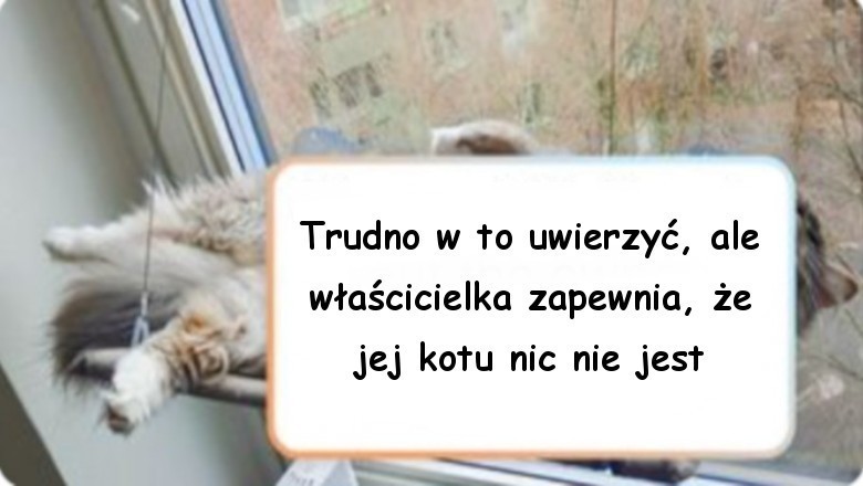 Galeria zwierząt, które zachowują się nie są do końca normalnie i zaskakują właścicieli