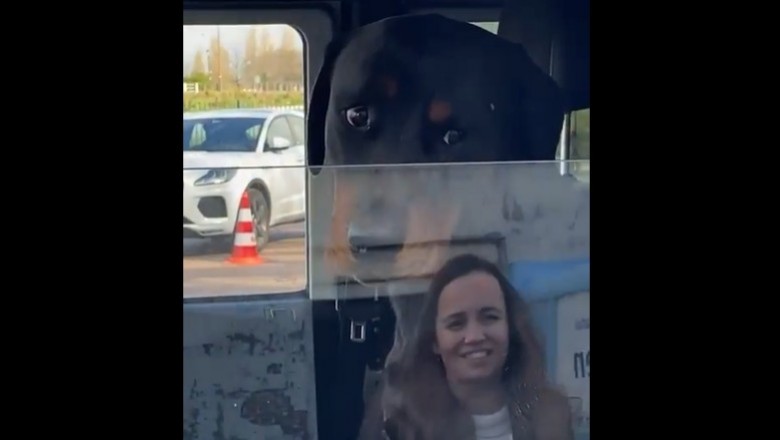 Kiedy widzisz milutkiego psa w aucie i chcesz go nagrać