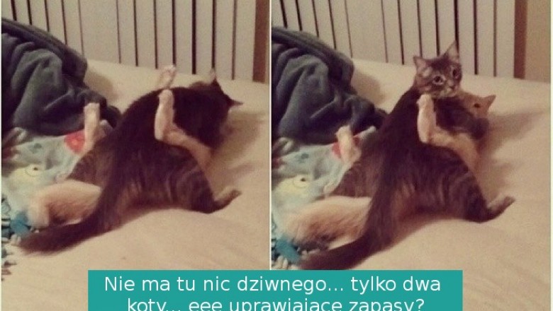 22 niegrzeczne zwierzaki, które zostały przyłapane przez właścicieli