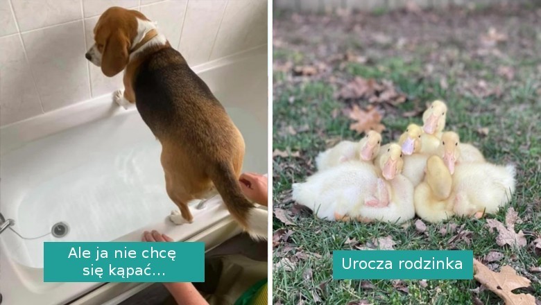 16 zdjęć, które sprawią, że uśmiech zagości na niemal każdej twarzy