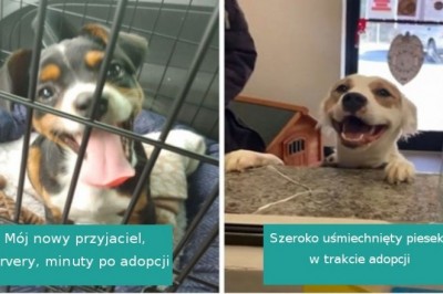 18 uroczych zwierzaków, które się ciszą, że znalazły nowy dom