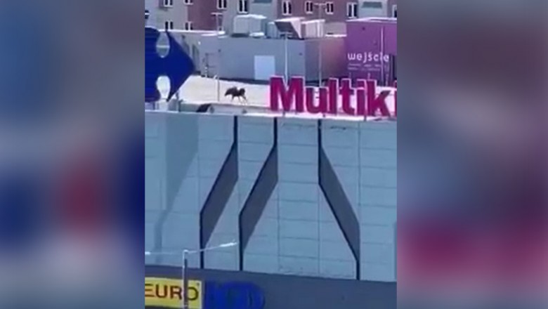 Po dachu galerii handlowej w Elblągu przechadzał się łoś