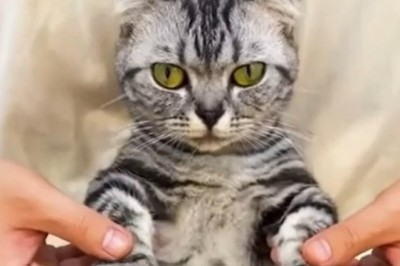 Ten „koteł” rozwala system. Chyba każdego rozbawi 