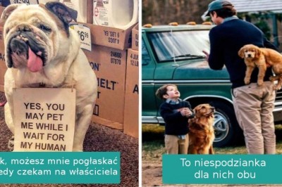 16 pozornie zwyczajnych zdjęć psiaków, które poprawią twój nastrój