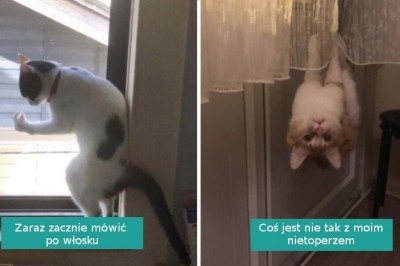 17 kotów, które jak najszybciej powinny iść do serwisu na przegląd kocich funkcji