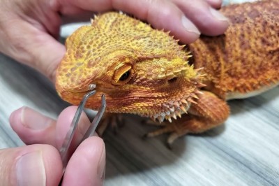 Codzienna porcja ciekawych i zabawnych filmików #516