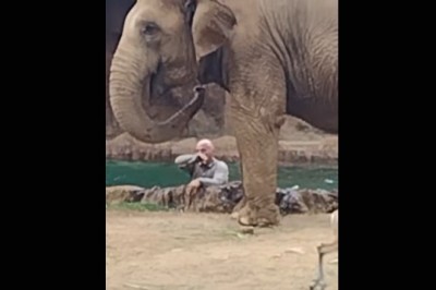 Nie każdy bohater nosi pelerynę, a czasem jest nim słoń 