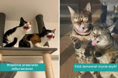 16 zdjęć, które udowadniają, że dwa koty są lepsze od jednego