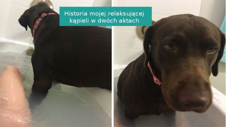 16 zabawnych zwierzaków, które nie znają pojęcia przestrzeni osobistej